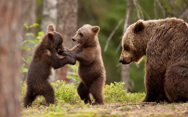 bear, bears, playing, 2K, forest, cubs, green