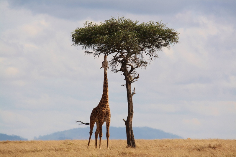 wildlife, giraffe, neck, tall, 4K, kenya, safari, africa