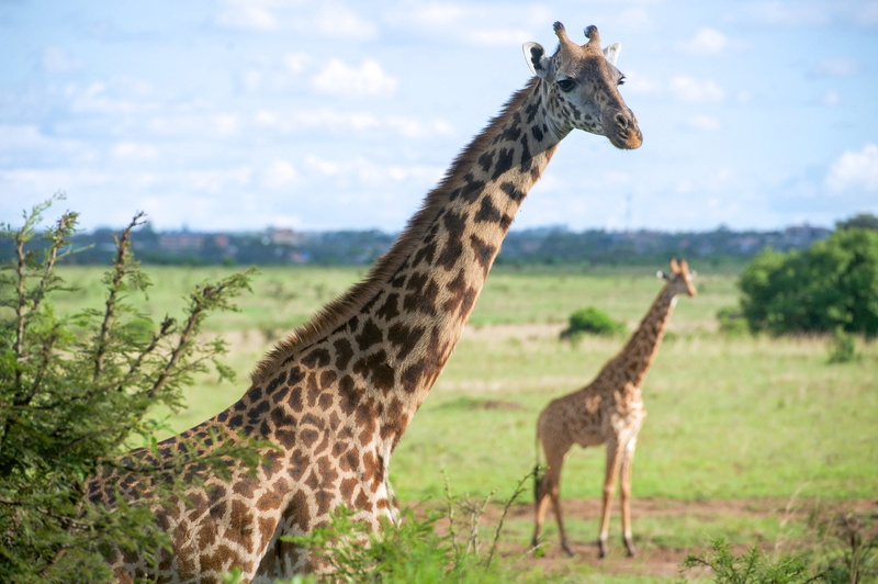 vertebrate, standing, animal family, two animals, two, mammal, group of animals, safari Animals, giraffe, giraffes, animal neck, animals In The Wild, looking