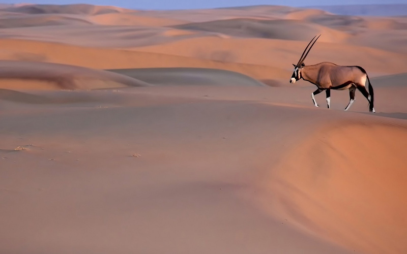 pets, day, mammal, land, sand dune, herbivorous, animal, Desert, livestock, arid climate, animal wildlife, one animal, gemsbok, scenics - nature, domestic animals