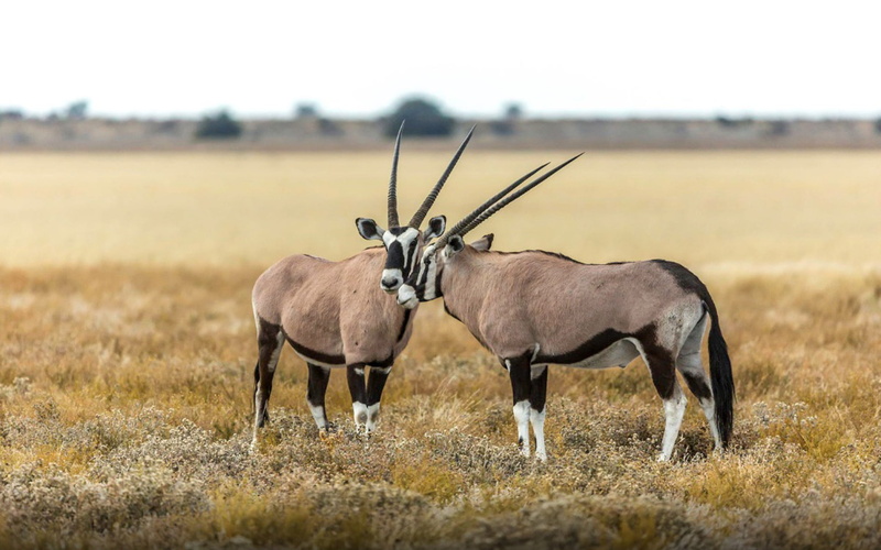gazella, no people, day, vertebrate, nature, animal, standing, plant, group of animals, field, land, domestic animals, animal themes, animals in the wild
