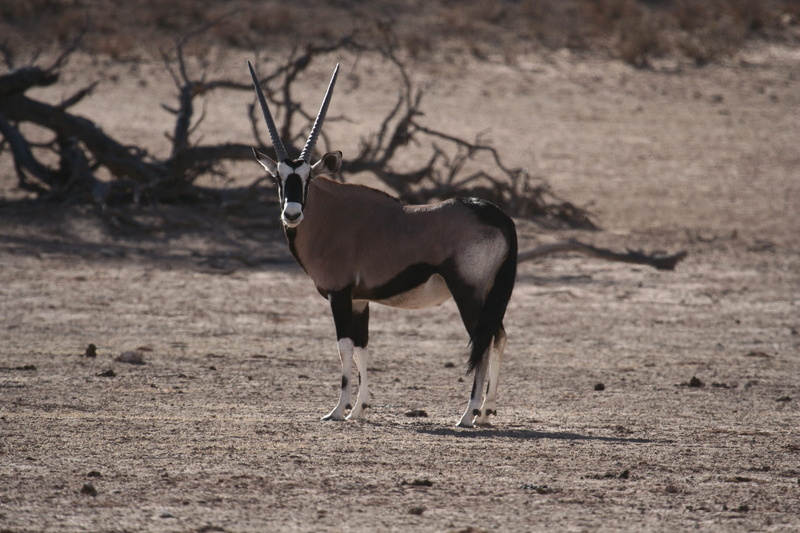 domestic animals, horns, semi-arid, 2K, herbivorous, animals in the wild, oryx, desert, standing, land, arid climate, climate, gemsbok, wildlife, environment