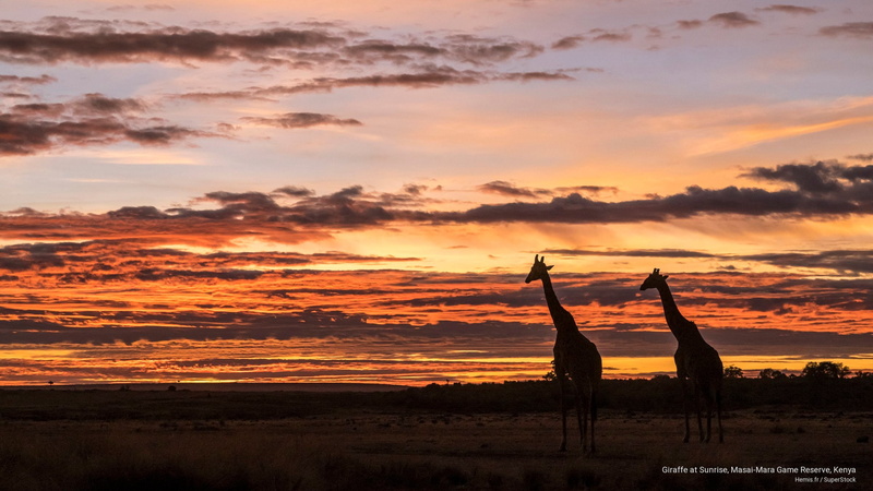 kenya, Animals, 2K, giraffe, mara, game, reserve, masai, sunrise