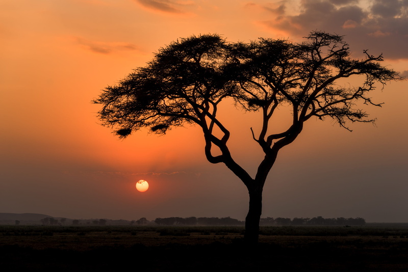 scenics - nature, sunset, beauty in nature, non-urban scene, tree, sun, environment, landscape, nature, masai mara game reserve, kenya, outdoors, sky, idyllic