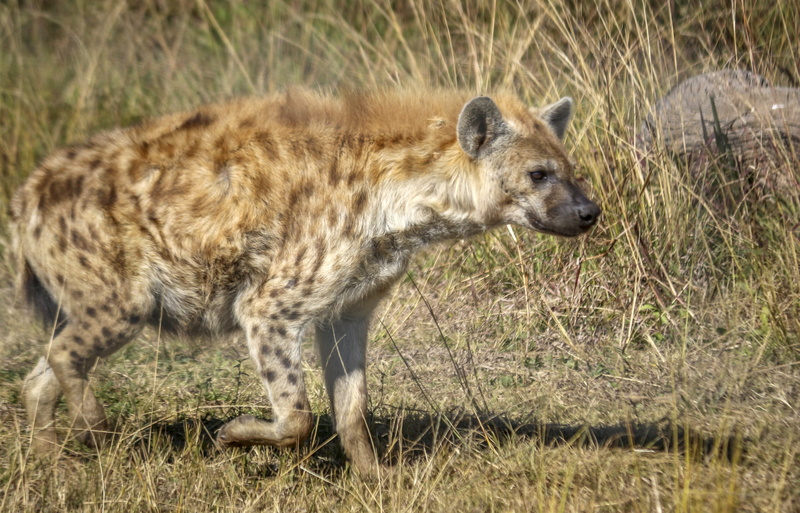 safari animals, standing, powerful, Hunter, scavenger, park, no people, Predator, outdoors, wild, game, land, looking, spotted-hyena, Spotted, plant, field