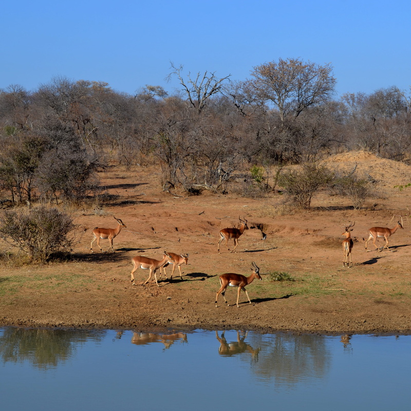 2K, nature, lake, water, vertebrate, beauty in nature, kapama private game reserve, animal wildlife, day, drinking, kapama, tree, reflection, watering hole