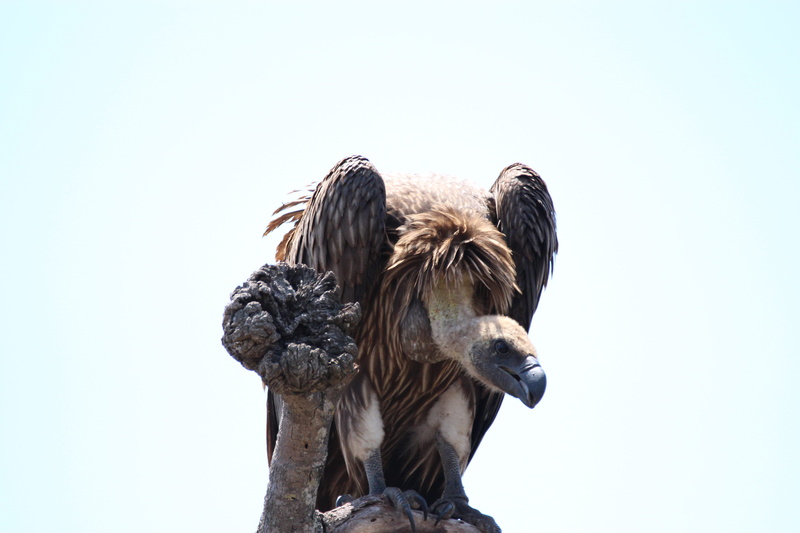 animal themes, sky, sculpture, no people, aggression, two animals, low angle view, day, animal wildlife, copy space, animals in the wild, vertebrate, mammal