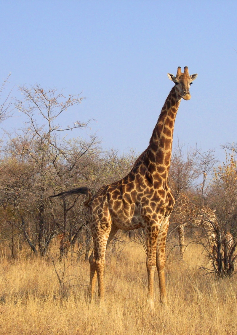 adventure, tree, plant, nature, tourist, tourism, standing, safari, vacation, big, wild, grassland, animals in the wild, trip, no people, clear sky, animal wildlife