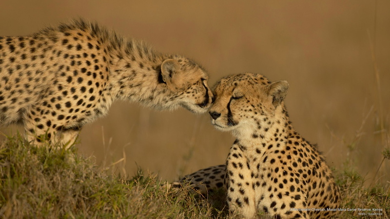 masai, kenya, 2K, mara, Animals, affectionate, game, cheetah, reserve