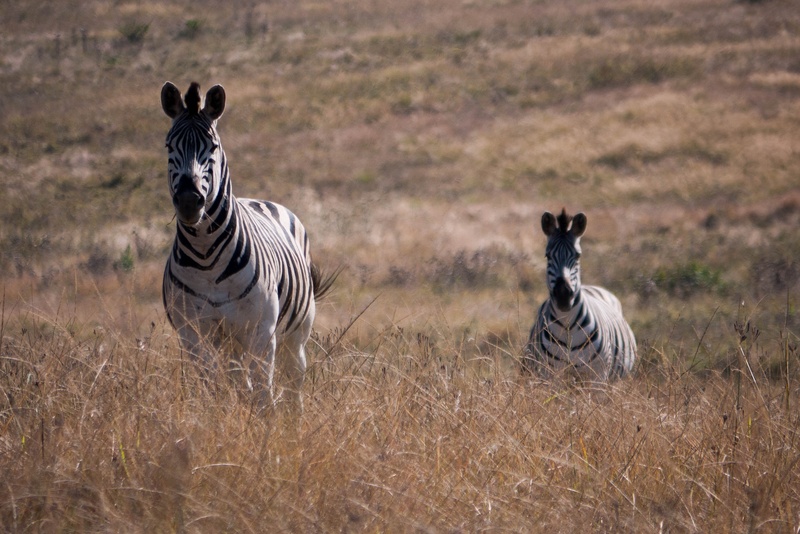 animal, national, wildlife Reserve, portrait, group of animals, day, animal themes, game, africa, plant, vertebrate, animal family, herbivorous, safari