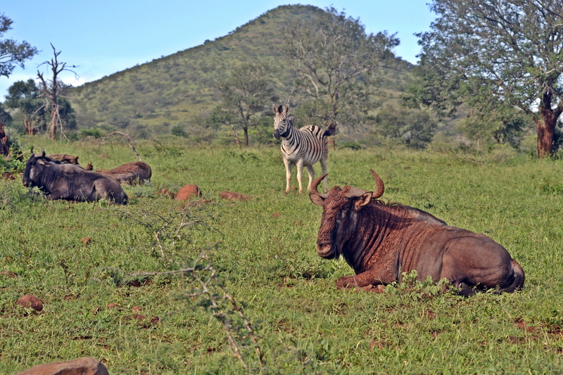 day, no people, mammal, environment, land, animal wildlife, grass, medium group of animals, green color, south african wildlife, vertebrate, animal, outdoors