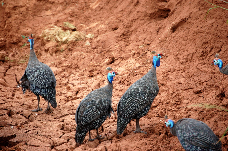 livestock, vertebrate, birds, dirt, blue, bird, animal themes, no people, group of animals, land, wildlife, nature, high angle view, domestic animals, africa