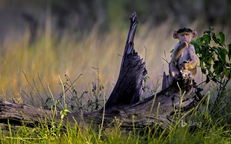 focus on foreground, plant, game, day, land, selective focus, baboon, reserve, bing, mammal, delta, wood - material, grass, 1080P, okavango, vertebrate