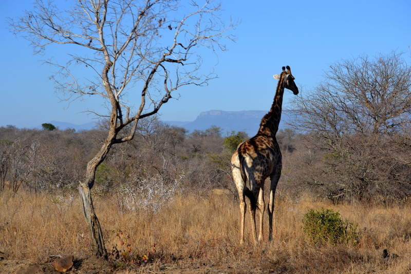 plant, standing, domestic animals, kapama private game reserve, south africa, arid climate, day, animal wildlife, 4K, herbivorous, animals in the wild