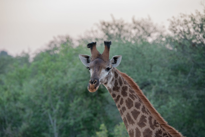 nature, tourism, shift, kapama, tree, non-urban scene, outdoors, no people, day, surrounded, animal body part, africa, trees, animal wildlife, reserve