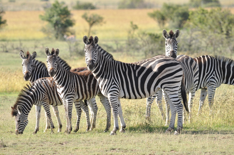 no people, wild, wilderness, animals in the wild, wildlife, looking at camera, game, zebra, animal themes, reserve, day, striped, field, animal wildlife