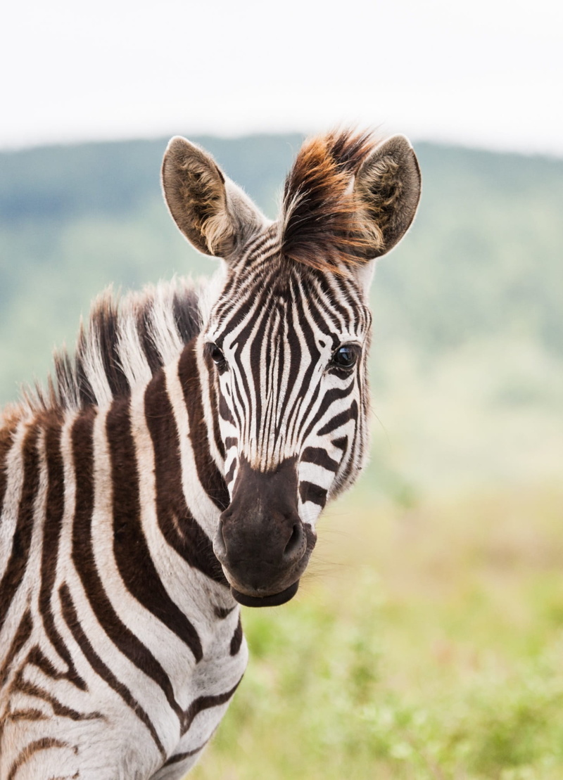 face, animal wildlife, outdoors, vertebrate, herbivorous, zebra foal, portrait, wildlife, head, day, zebra, animal body part, nature, animal head, landscape