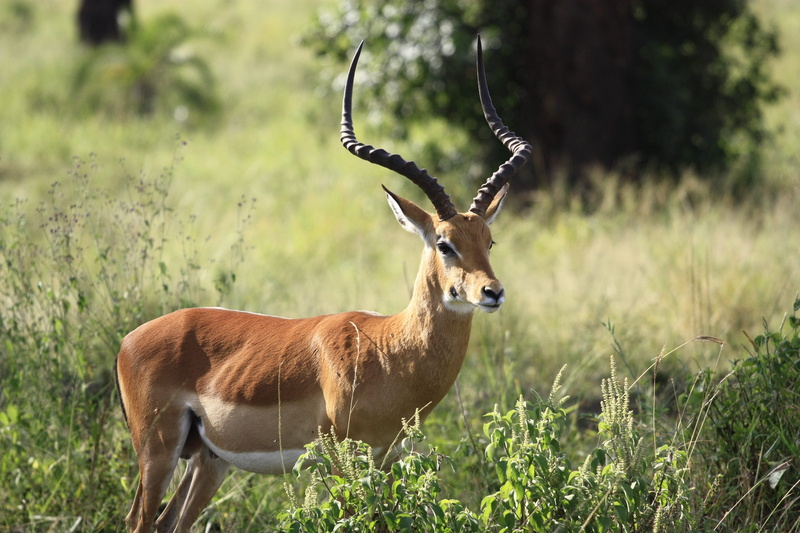 nature, tranquil, impala, reserve, vertebrate, park, antelope, daylight, bush, close, land, grass, one animal, antler, gazelle, scenic, no people, deer