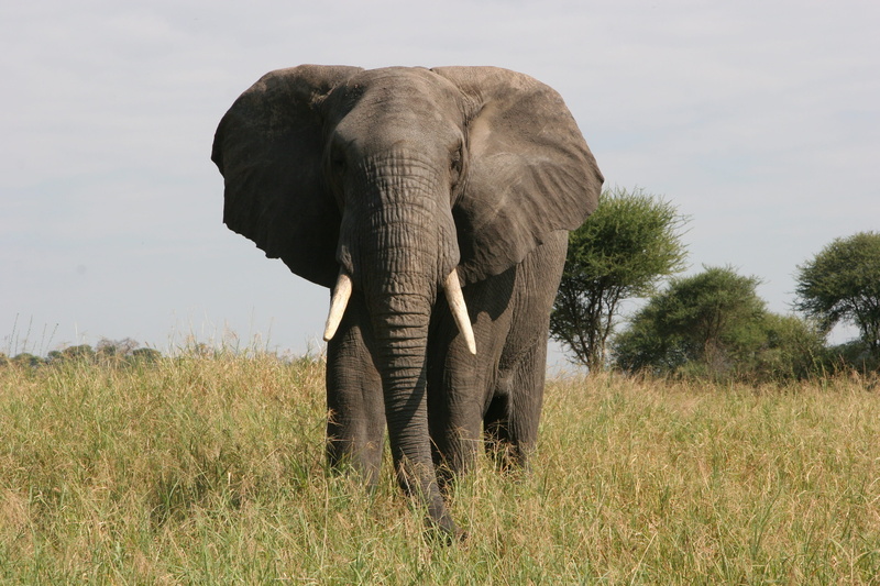 nature, reserve, wild, day, walking, ivory, conservation, animal wildlife, elephant, mammal, 2K, animal, tusk, african elephant, tree, outdoors, large