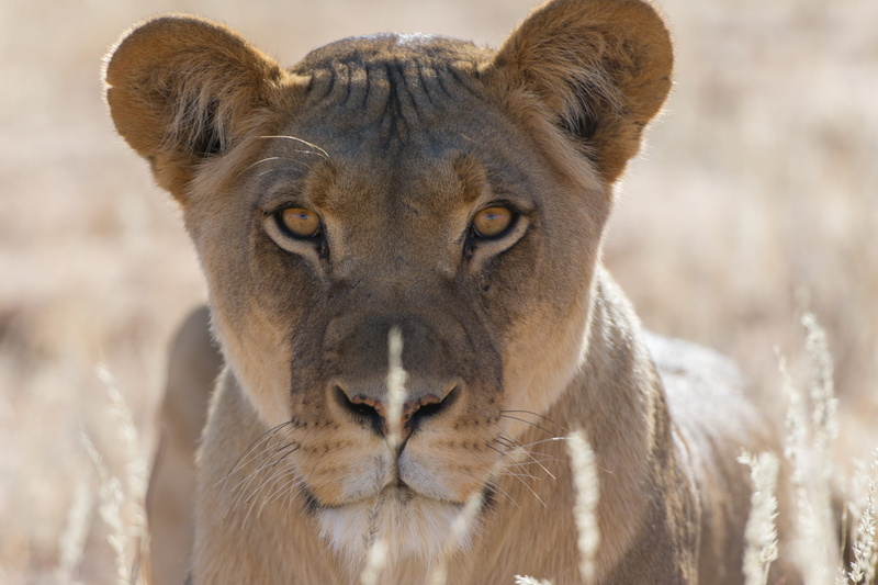 4K, no people, vertebrate, focus on foreground, day, looking at camera, botswana, mammal, animal head, one animal, animal, lion kgalagadi national park botswana safari