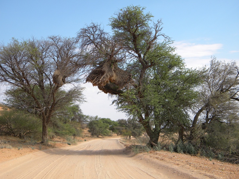 non-urban scene, remote, reserve, scenics - nature, tree, transportation, direction, kgalagadi, day, plant, outdoors, wilderness, dust, environment, tranquility