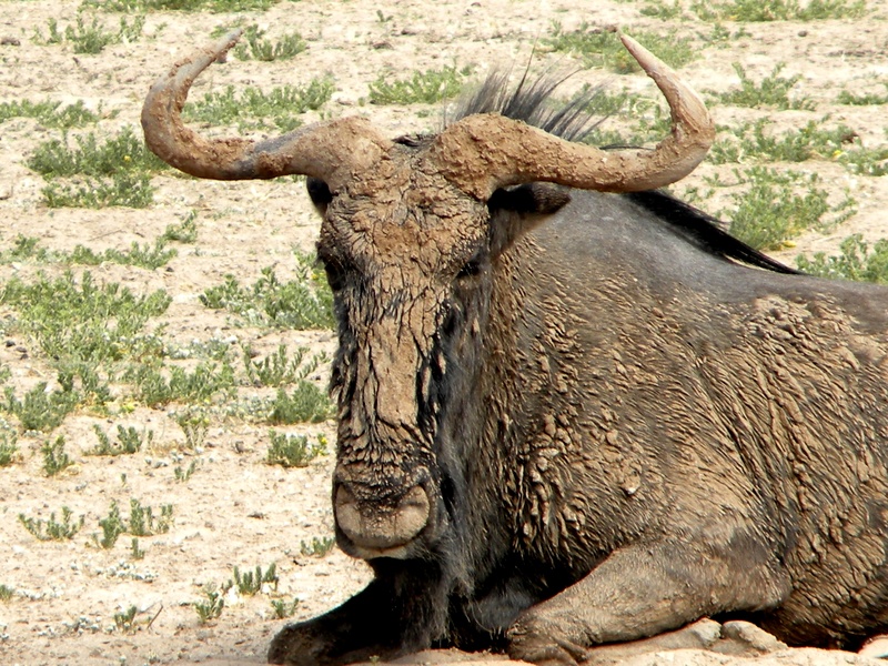 mammal, field, one animal, 2K, sunlight, animals in the wild, domestic animals, day, vertebrate, domestic, herbivorous, wildebeest, animal themes, wilderness