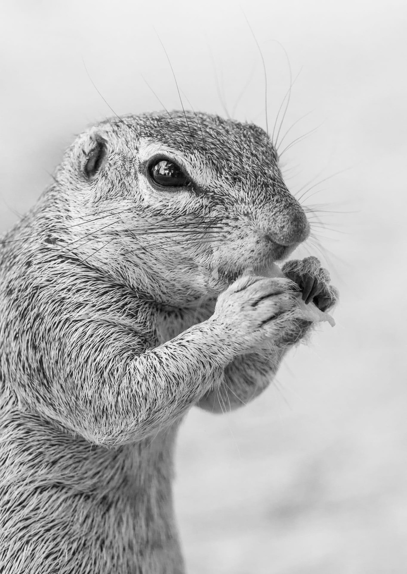 animal eye, side view, focus on foreground, close-up, 1080P, animal themes, day, animals in the wild, rodent, ground squirrel feeding, head shot, looking