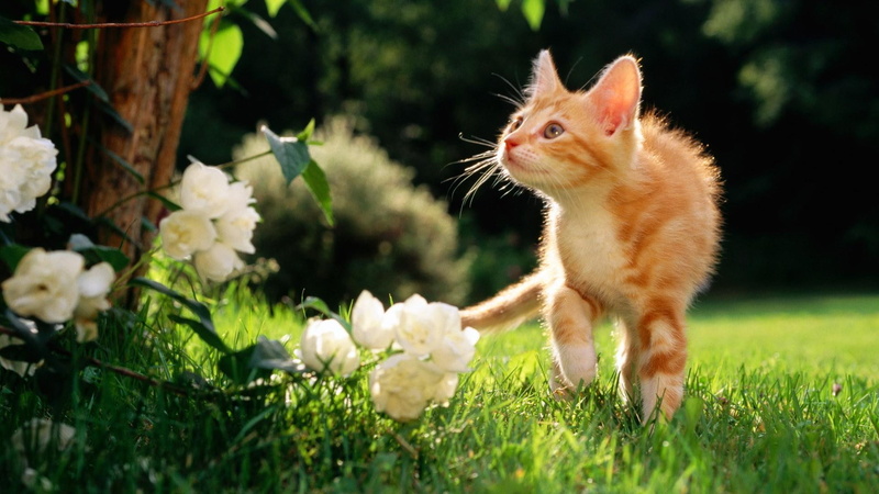 feline, prowl, yard, 1080P, kitten, animals, grass, flowers