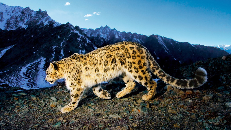 2K, leopard, prowling, snow