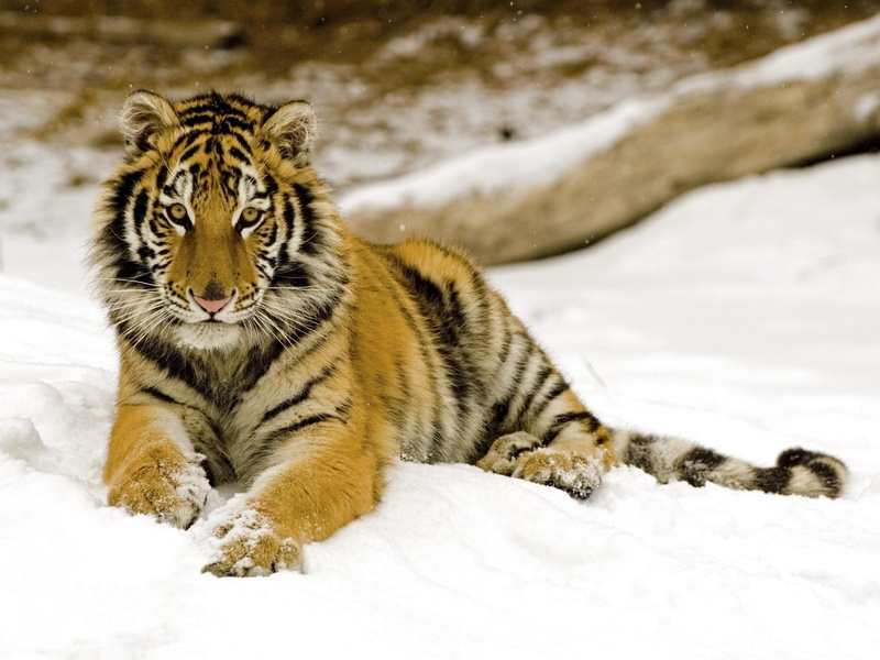 predator, bengal Tiger, animals In The Wild, whisker, fur, nature, cold temperature, prowling, brown, danger, animal themes, winter, 1080P, wildcat - Animal