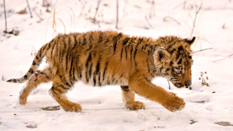cold temperature, wildcat - Animal, animals And Pets, animal wildlife, mammal, profile view, black, baby, outdoors, carnivora, winter, 1080P, animal, danger