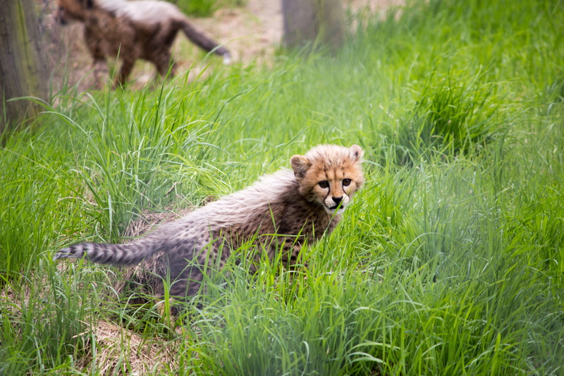 day, young, grass, 5K, plant, animal, cute, mammal, offspring, green color, portrait, nature, outdoors, looking at camera, african, cheetah, cat, small