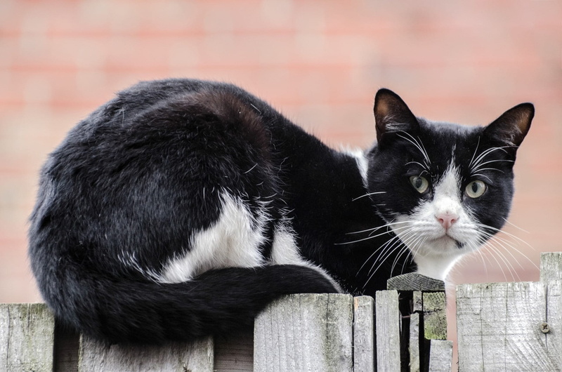 sneak in, feline, one animal, domestic, grumpy, tabby, ginger, pets, look, outside, walking, day, black color, overcast, vertebrate, cat, stalking, alert