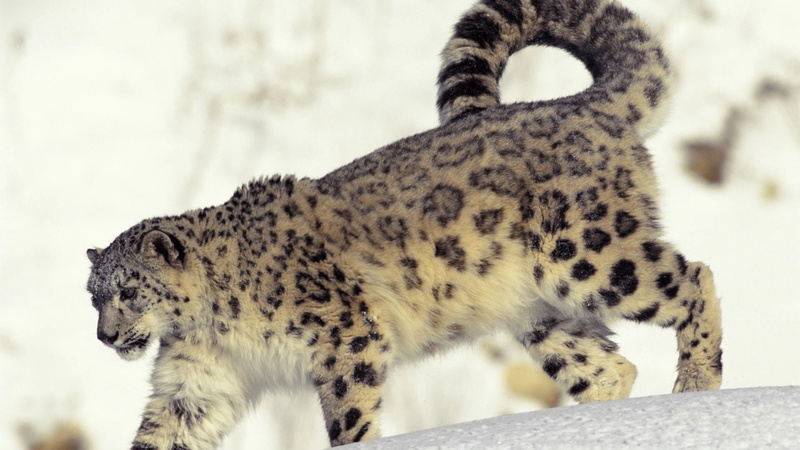 brown, snow leopard, animal wildlife, wildlife, animals In The Wild, predator, staring, feline, one Animal, zoo, close-up, carnivore, animal Head, endangered Species
