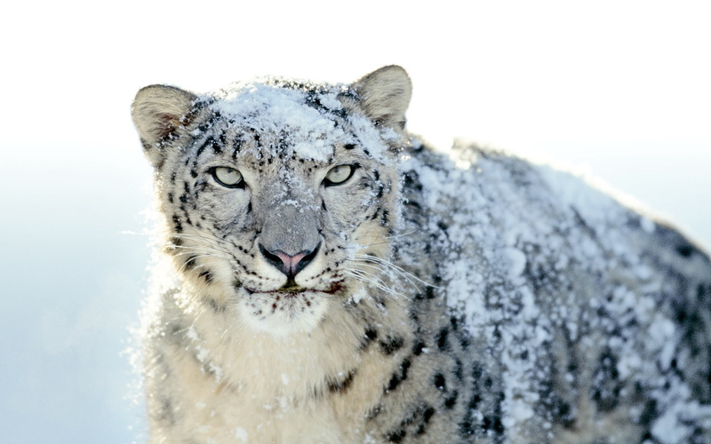 feline, anger, cat, animal themes, wildlife, no People, animal, large, leopard, whisker, fur, looking at camera, endangered Species, snow leopard, undomesticated Cat