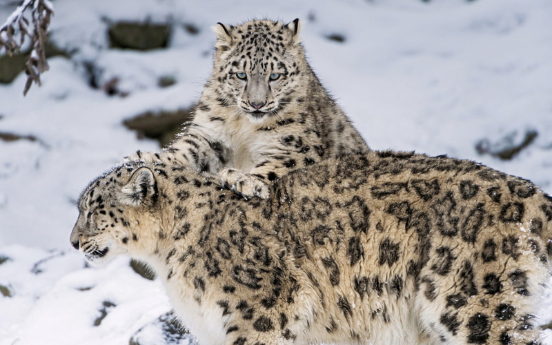 prowling, one animal, animal Head, extreme Terrain, wilderness Area, africa, feline, relaxation, fur, carnivora, mammal, two, animal wildlife, no People