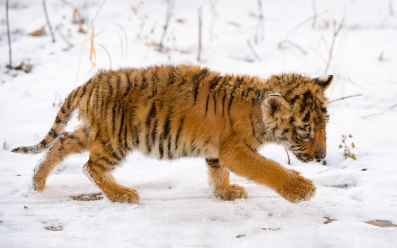predator, tiger, 1080P, cub, side view, winter, nature, baby, lynx, undomesticated Cat, white color, cute, animal wildlife, carnivore, animals Hunting