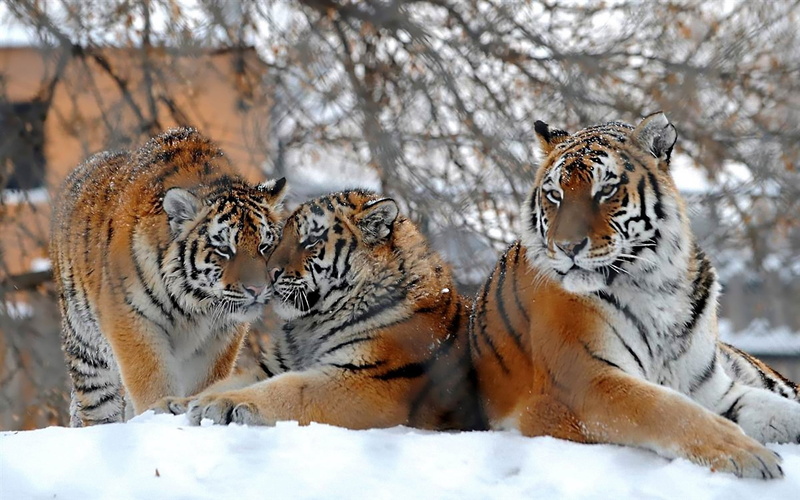 tiger, big cats, snowfall, siberian Tiger, cold temperature, carnivora, vertebrate, staring, striped, feline, no People, tigers, danger, 1080P, white