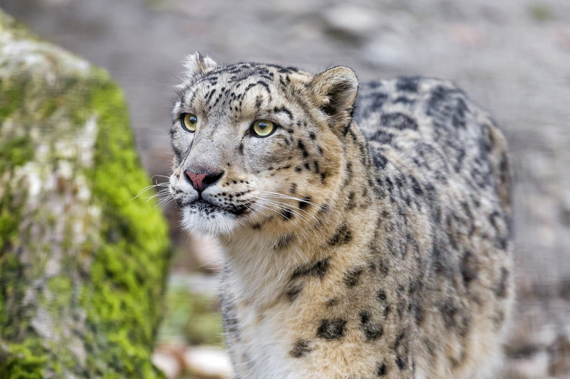 carnivora, animals In The Wild, carnivore, wildlife, day, black, brown, nature, africa, staring, focus on foreground, vertebrate, predator, mammal, animal Head
