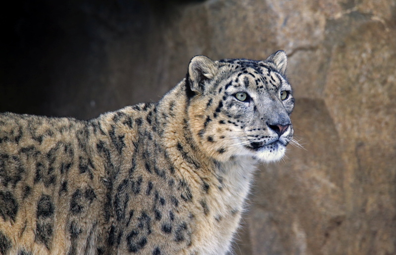 vertebrate, endangered Species, carnivore, mammal, animal wildlife, looking away, carnivora, undomesticated Cat, one Animal, black, focus on foreground