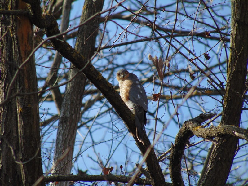 mammal, vertebrate, outdoors, on the prowl, feather, day, 5K, no people, monkey, wild world, animal, perching, bird, tree, animal wildlife, predator, branch