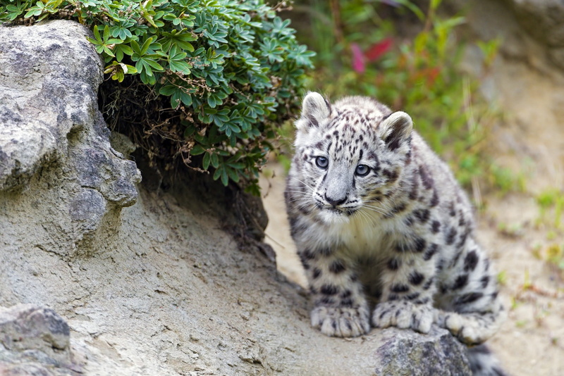 looks, wildcat - Animal, leopard, one Animal, 2K, staring, close-up, endangered Species, mammal, nature, gray, looking away, rock, extinct, zoo, white