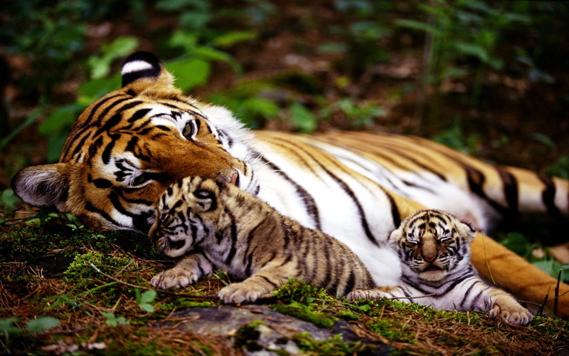 siberian, cubs, mother, family, tiger, royal, animals, 1080P