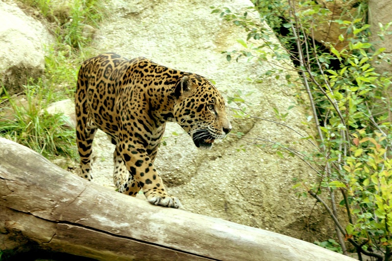 day, stalk, animal wildlife, tree, carnivore, carnivora, undomesticated cat, 1080P, jaguar, plant, claws, animal, zoo, wood, animals in the wild, big cat