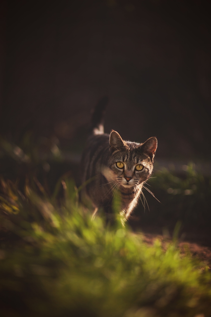 prowling, mammal, feline, domestic animals, cat, plant, female, garden, selective focus, light, pets, domestic, animal themes, prowl, nature, hunter, predator