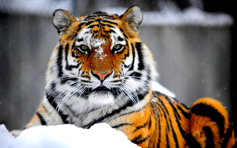 predator, wild cat, 2K, royal, the siberian tiger, tiger, beauty, animals