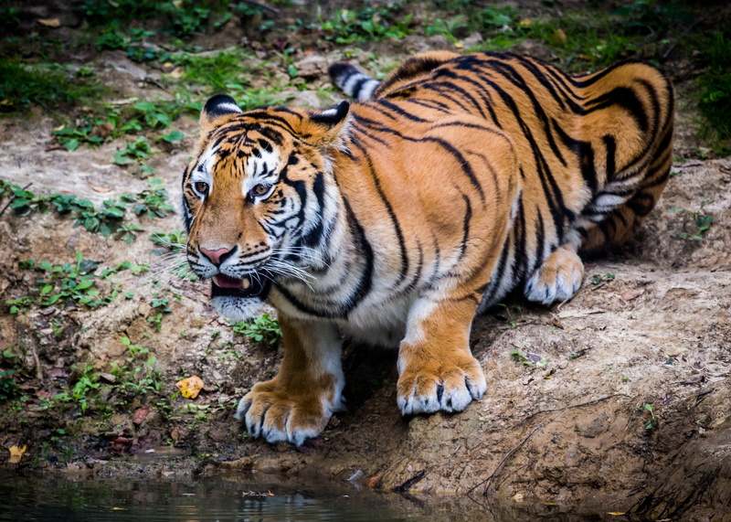 tiger, look, cat, Siberian tiger, predator, siberian, 2K