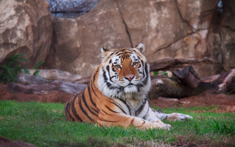 4K, lying backgrounds, siberian tiger, Download 3840x2400 siberian tiger, predator