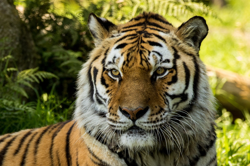 Dartmoor Zoo, Siberian Tiger, 2K