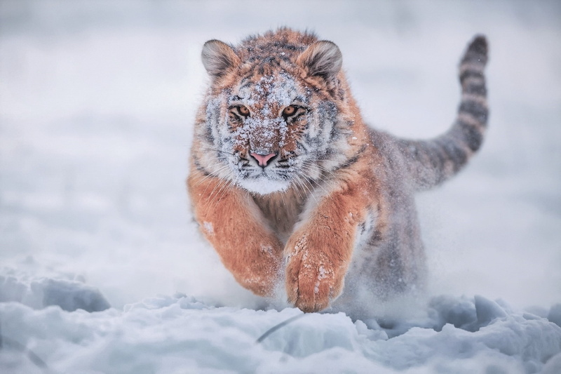 feline, mammal, looking at camera, winter, 1080P, animal head, animal wildlife, land, portrait, cold temperature, animals in the wild, siberian tiger